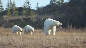 Such a beautiful video of a mom and her two cubs in tow, one boy, one girl. A few days prior to this video the mom actually caught a seal that had been stranded on land. This was incredibly unusual and a huge talk of the town. Did you know a female polar bear can give birth to up to four cubs in a litter, although incredibly rare? Three is possible but one or two is most common. Those cubs may not even be from the same dad either *gasp*! Polar bears have delayed implantation reproduction which m
