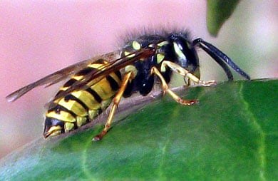 Wasp control using Vespex