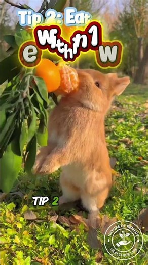 Most People Store Oranges WRONG — Protect Your Vitamin C #Shorts