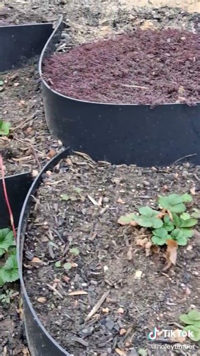 Strawberries Planted in DirtLocker: Turning a Garden Slope into a Berry Paradise This Spring