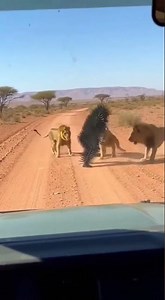 The lions fought back against the robots? #wildanimals #animals #robot