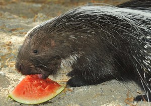 African Crested Porcupine comes to Living Desert