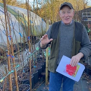 89 reactions · 5 comments | PLANT OF THE DAY Maple October Glory...