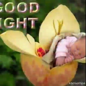 37K views · 455 reactions | Good Night Wishes => https://goodnightimage-quotes.com/lovely-good-night-quotes/ #goodnightimages #goodnight #goodnightquotes #goodnightwishes | Good Night Images, Quotes and Wishes | Facebook