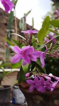 বৃষ্টির 💧🌧️জলে ভেজা ফুলেদের সৌন্দর্য #shorts #nature #beautiful #trending