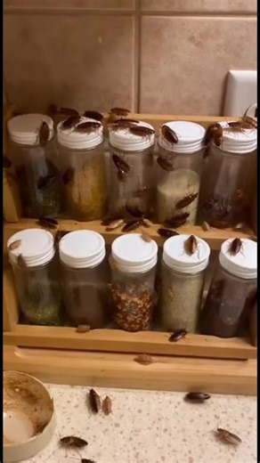 Get rid of the cockroaches in your house.#pest #cockroach #tiktokshop #pestcontrol #vermin