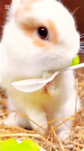 cute eating 😂#rabbit