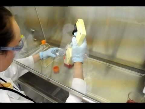 Cell Splitting Technique (VERO Cells)