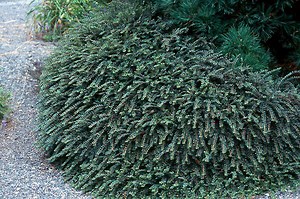 Cotoneaster apiculatus 'Tom Thumb' Dwarf Low Growing Cotoneaster