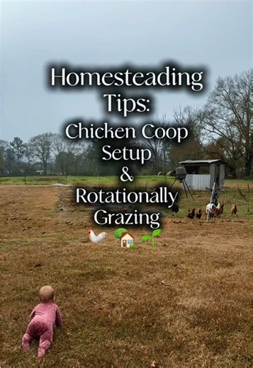 here is our chicken coop setup & how we rotationally graze our chickens instead of free ranging 🐓 #homesteading #chicken #diychickencoop #budgetfriendly #rotationalgrazing