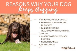 Why is My Dog Gagging All the Time? - Causes and Treatment