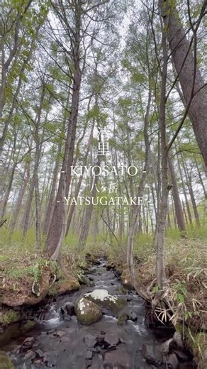 【八ヶ岳】清里の癒される静かな自然 #shorts