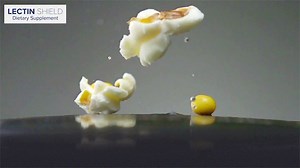 67 reactions · 71 shares | What is it in plant foods such as tomatoes and corn, that causes them to hurt the human body, rather than nourish it with powerful nutrients? Dr. Steven Gundry, bestselling author and creator of Lectin Shield, reveals the life-changing truth about plant foods. Watch now  bit.ly/glds_01 | Lectin Shield | Facebook