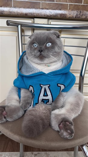 Пригоди котів: смішні моменти та озвучка