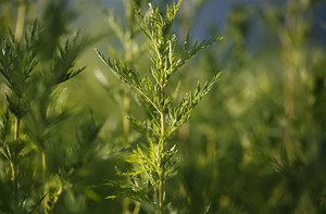 Umstrittene Heilpflanze: Artemisia –  Amt droht nun doch mit Strafe