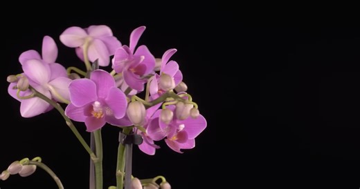Watch what happens when an orchid mimics a female insect to lure in males