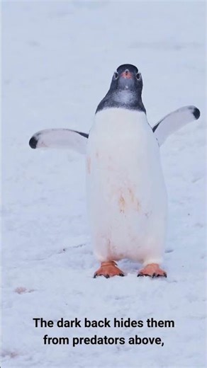 The Penguin: Master of the Frozen Deep #animals #wildlife #penguin