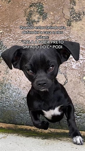 Cala a boca preto: um áudio meme divertido