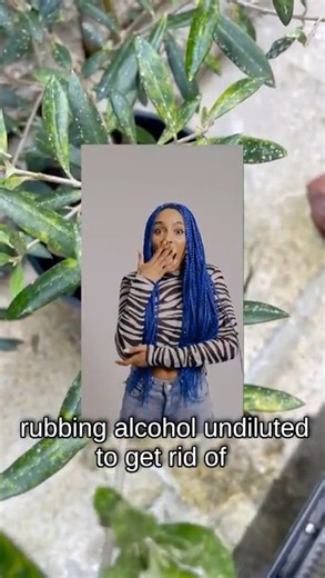 I sprayed my olive tree w 99% alcohol to kill scales and IT WORKED! #scales #plantpest #olivetree