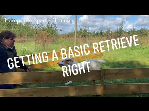 Tips for basic spaniel retrieves working Cocker working Springer Spaniel gundog training