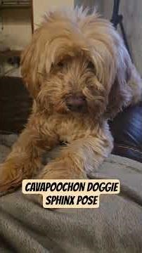 Cavapoochon Doggie in Sphinx Mode