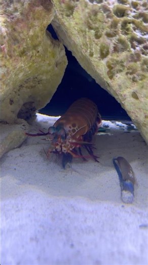 Mantis shrimp Vs Claws 🦞 #aquaticpets #crustacean #animalfight