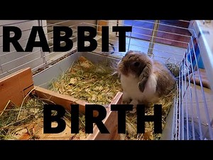 Holland Lop Rabbit gives BIRTH