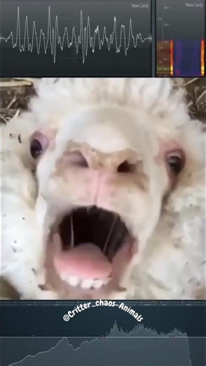 Goat Screams Are TAKING OVER in the Next 24 Hours
