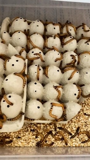 Merch, superworms, and Lenny ASMR (obviously) Part 2 #fyp #reptiles #lizard #reptilesoftiktok #beardeddragonsoftiktok #beardeddragon #lenny #lizzardlenny #reptile #lizardsoftiktok #beardeddragonsoftiktok #beardeddragon | Lizard & Lenny