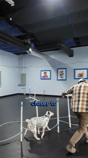 Mistakes I Made on Day 8 of Agility Training