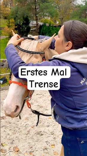 👉Jungpferd an Trense gewöhnen #pferdetraining #horsemanship #tipps