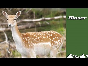 Fallow deer - Aliens & Natives part 2