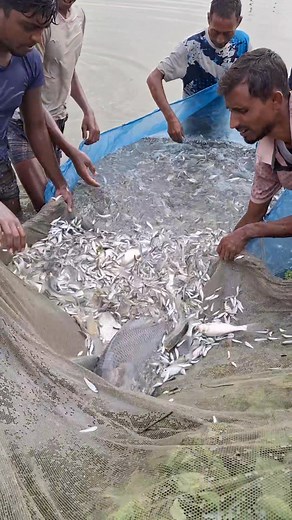 50K views · 275 reactions | কাতল মাছ‌ ধরাই কষ্ট হচ্ছে  #fishing #fb #fishingtrip #fish #reals #fblifestyle #village | Unity Farm | Facebook