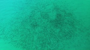 251K views · 3K reactions | HEADING TO THE BEACH? This is video just...