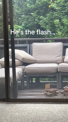 Adorable Chipmunks in Your Backyard