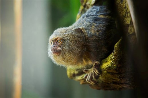 Dunia Hewan: Bagaimana Pygmy Marmoset Bisa Jadi Monyet Terkecil di Dunia? - National Geographic