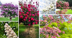 15 Amazing Flowering Spring Trees For Your Landscape