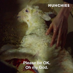 64K views · 46 reactions | Charlet heads to a 350-year-old Welsh sheep farm where they produce the highest quality mountain lamb. While touring the farm, an ewe goes into labor and Charlet has to deliver two lambs. https://bit.ly/2DJPh6j | VICE Video | Facebook