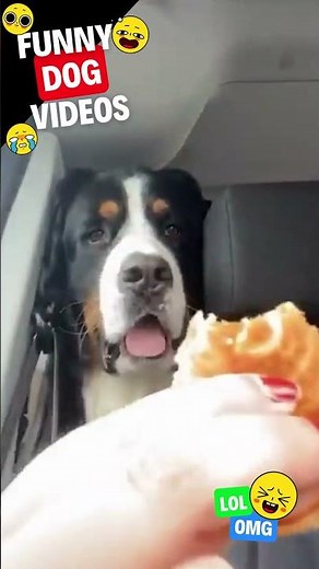 Funny Dog Videos #shorts