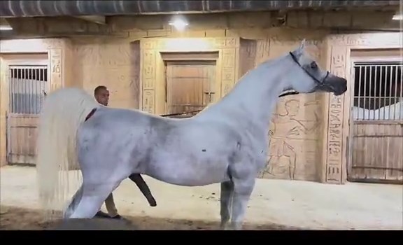 donkey world (@donkeyworld2)’s videos with original sound - donkey world