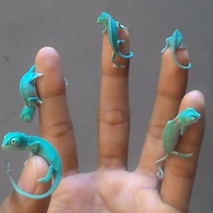 5.9M views · 15K reactions | The tiniest chameleons you'll ever see!  | VT | Facebook
