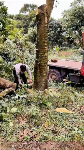Logging Site: Full Process of Cutting Trees with a Chainsaw!