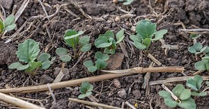BUTEO start offers early season protection from flea beetles