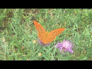 Orange Butterflies I