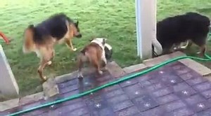 What comes in must go back out. | Lone Star Dog Ranch & Dog Ranch Rescue