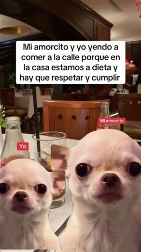 Hay que cumplir siempre la dieta pero solo en la casa😂 #viral #humor #viralvideo #memes #comedy