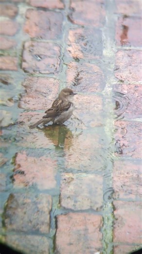 Female House Sparrow bathing in a rain puddle