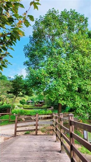 Fresh Green Trees & Wild Blooms 🌿 | Nature Waking Up