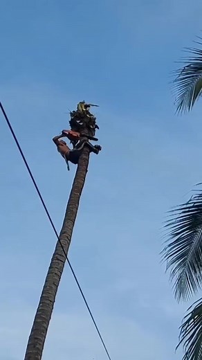 46K views · 354 reactions | Amazing talent skill cutting coconut tree | Making Video | Facebook