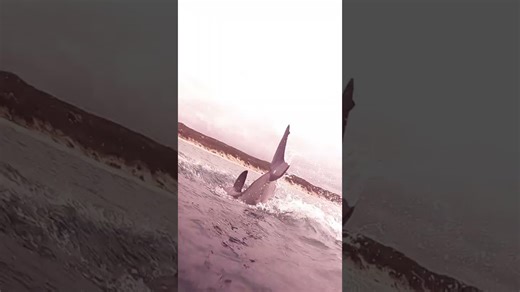 Great white shark caudal fin above the water #shorts